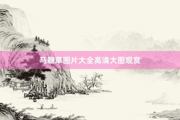 马鞭草图片大全高清大图观赏